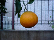 łۂ